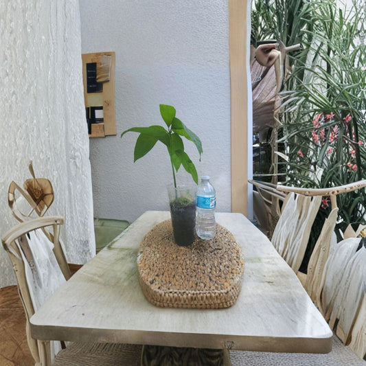 Red Mango Tree – Mangifera indica Live Seedling | 7–10 Inches Tall | Includes Nursery Pot  Rare Tropical Variety | Sweet & Juicy Fruit | Container Friendly