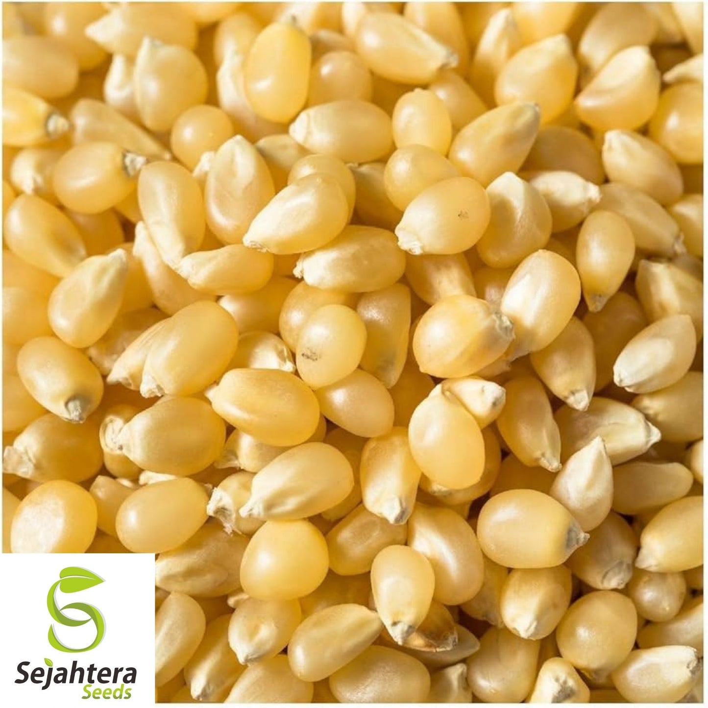 Japanese Hulless White Popcorn Seeds 25 Ct | NON-GMO Vegetable USA
