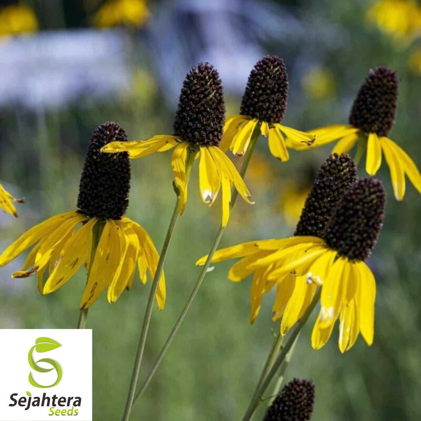 Clasping Coneflower Seeds 300+ | Rudbeckia amplexicaulis Wildflower USA