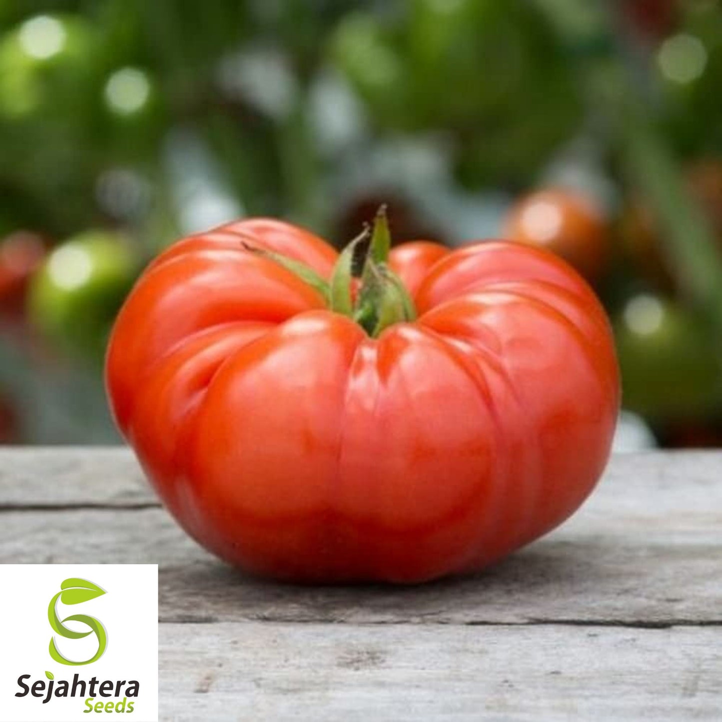 Giant Beefsteak Tomato Seeds - 120+ Heirloom - Huge & Juicy - Organic & Non-GMO