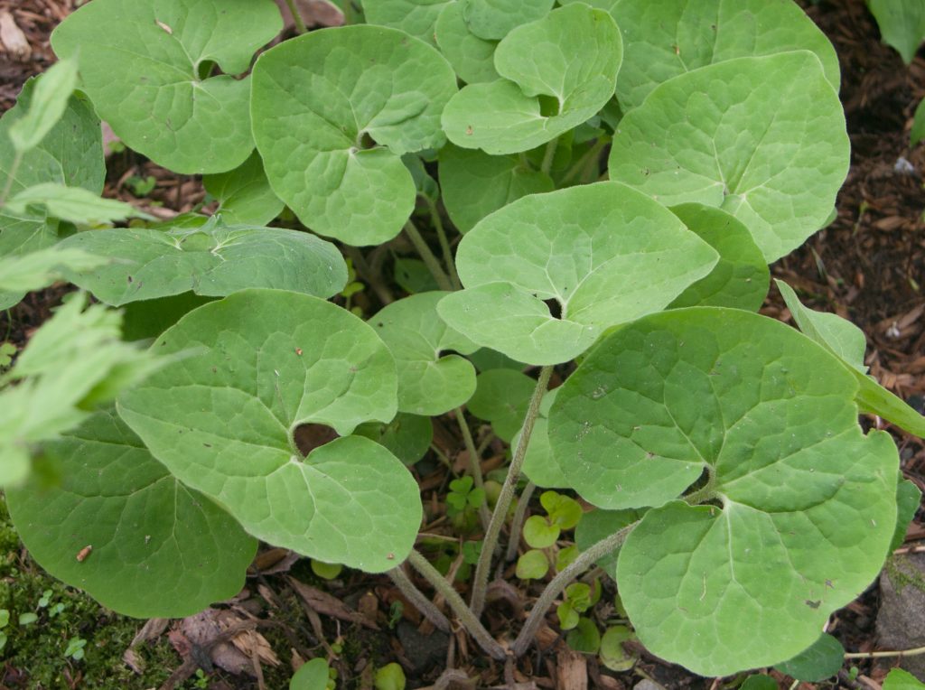 Asarum canadense - Wild Ginger 100 mg Seeds For Planting