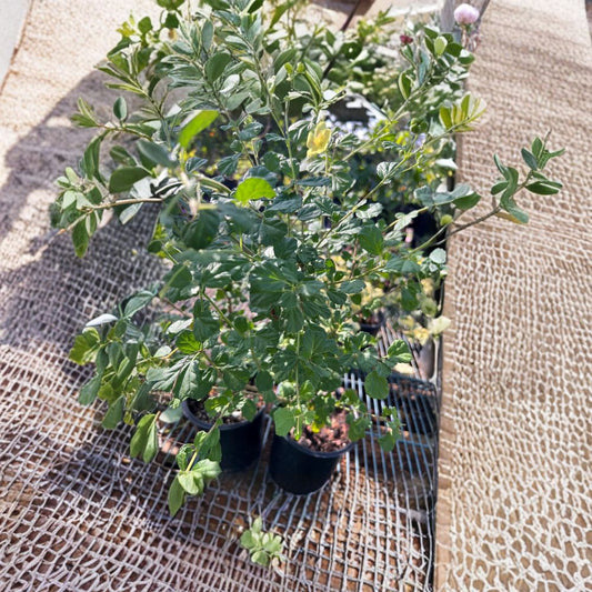 Pavonia praemorsa – Yellow Mallow Live Flowering Shrub | 1 Foot Tall | Shipped in 1 Gallon Pot  Bright Yellow Blooms | Tropical Garden Accent | Sun-Loving Plant
