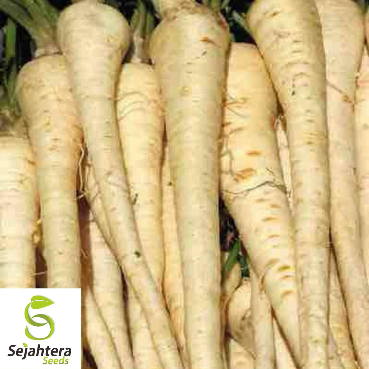 Parsnip Harris Early Model Seeds 200+ | Vegetable NON-GMO USA