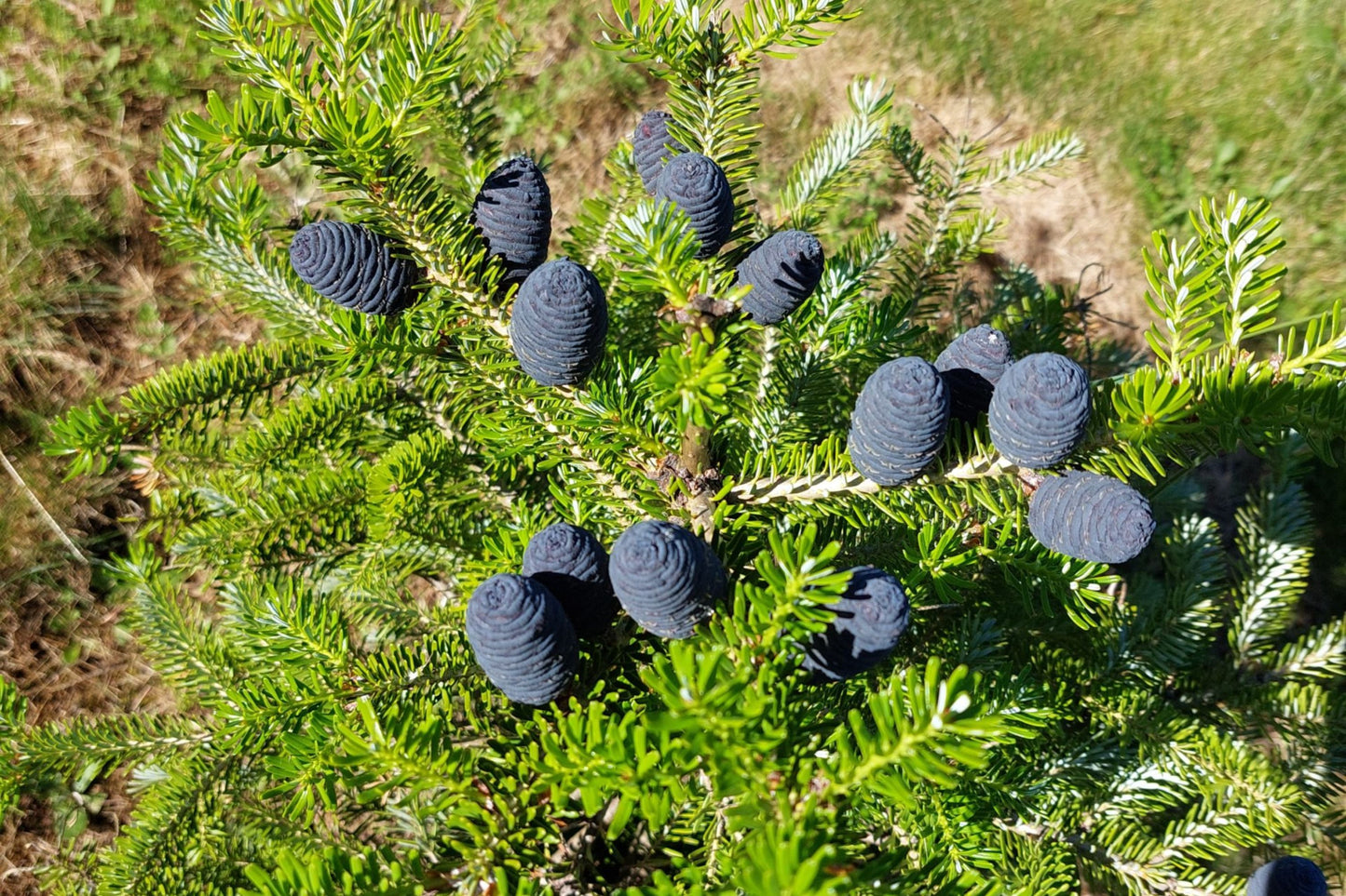 Caucasian Fir Nordmann (Abies nordmanniana Turkey)