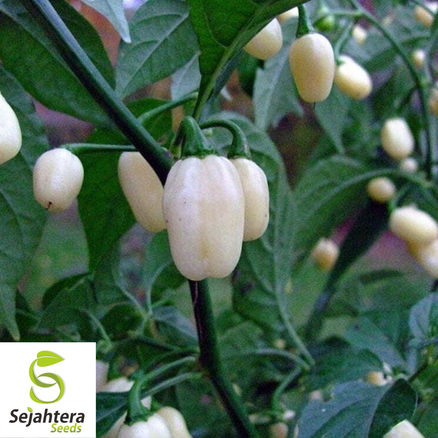 25+ White Hot Habanero Pepper Seeds - Capsicum Chinense, Non-GMO, Spicy Flavor