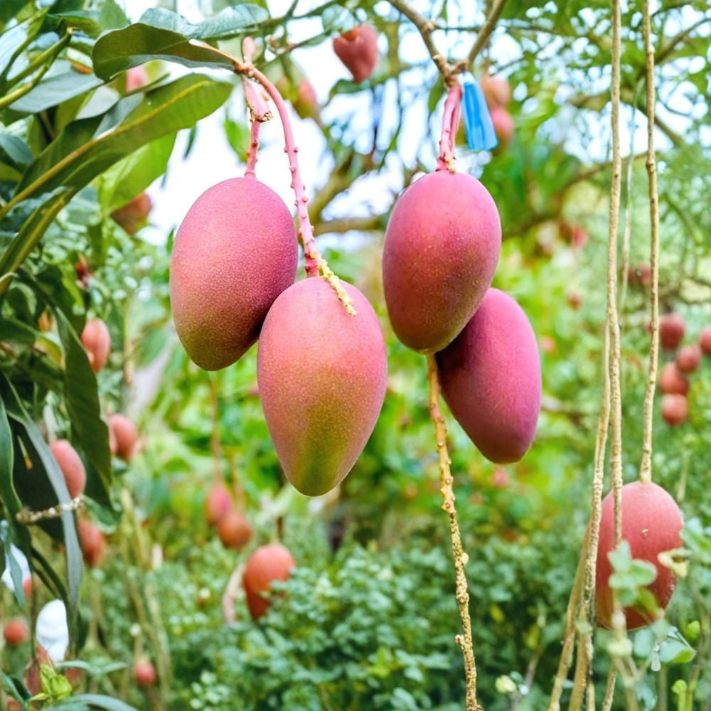 Red Mango Tree – Mangifera indica Live Seedling | 7–10 Inches Tall | Includes Nursery Pot  Rare Tropical Variety | Sweet & Juicy Fruit | Container Friendly