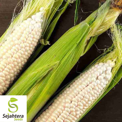 Japanese Hulless White Popcorn Seeds 25 Ct | NON-GMO Vegetable USA