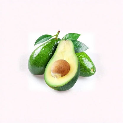 Fuerte Avocado Tree – Persea americana Live Avocado Plant | Up to 2 Feet Tall | Heat Pack Included  Cold-Tolerant Variety | Excellent Fruit Quality | Winter Shipping Protection