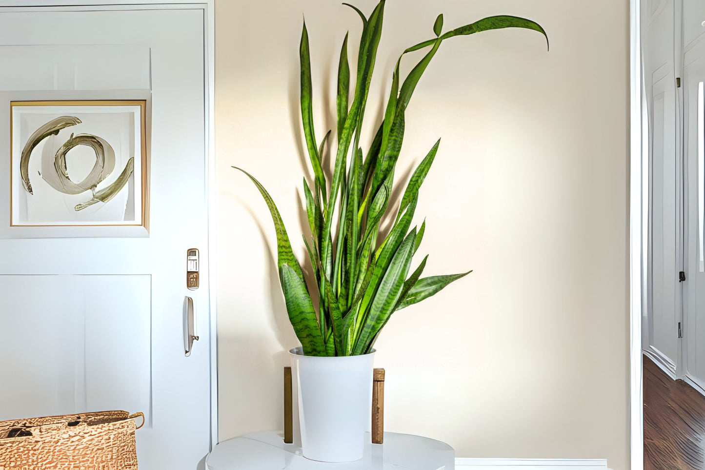 Snake Plant 4 Inch Pot Sansevieria Trifasciata Green Indoor Low-Maintenance Air-Purifying Houseplant