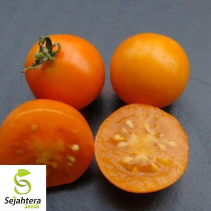 15 Orange Dream Micro Dwarf Tomato Seeds - Non-GMO, Compact & Sweet Variety