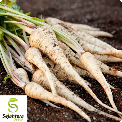 Parsnip Harris Early Model Seeds 200+ | Vegetable NON-GMO USA