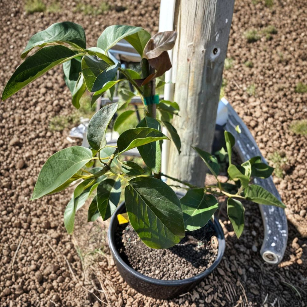 Grafted Wurtz Avocado Tree (Little Cado) – Persea americana Live Fruit Tree | 1 Gallon Nursery Pot  Dwarf Variety | Self-Pollinating | Perfect for Container Gardening
