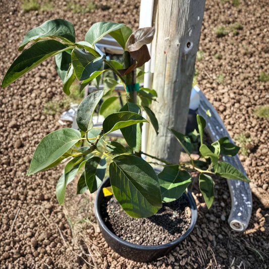 Grafted Wurtz Avocado Tree (Little Cado) – Persea americana Live Fruit Tree | 1 Gallon Nursery Pot  Dwarf Variety | Self-Pollinating | Perfect for Container Gardening