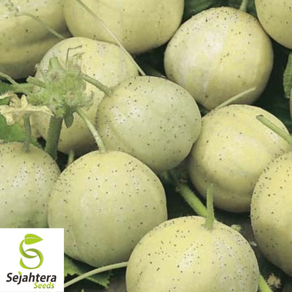 Crystal Apple Cucumber Seeds 20+ | Heirloom NON-GMO Vegetable Garden USA