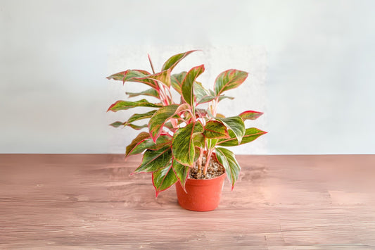 Lot of 4 Sea Grape Plants 6in Pot Coccoloba Uvifera Tropical Coastal Garden Starter Well-Rooted Healthy Greenery