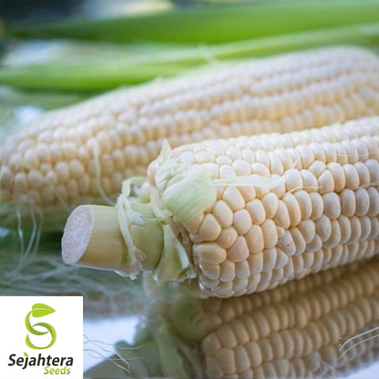 Japanese Hulless White Popcorn Seeds 25 Ct | NON-GMO Vegetable USA