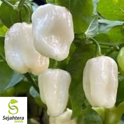 25+ White Hot Habanero Pepper Seeds - Capsicum Chinense, Non-GMO, Spicy Flavor