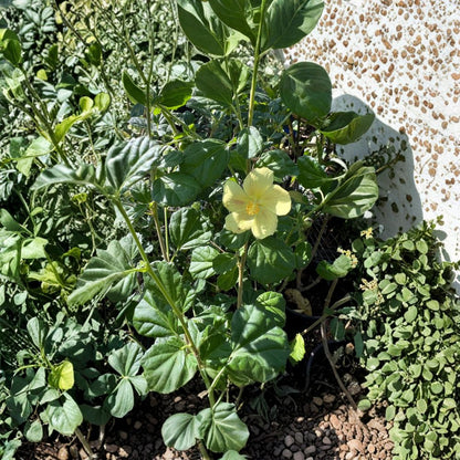 Pavonia praemorsa – Yellow Mallow Live Flowering Shrub | 1 Foot Tall | Shipped in 1 Gallon Pot  Bright Yellow Blooms | Tropical Garden Accent | Sun-Loving Plant