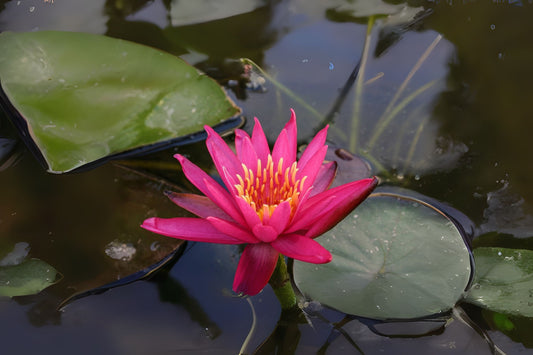 Winter Hardy Lily 3 Pack - Nymphaea ‘Dallas’ - Fragrant Water Lily with Mottled Leaves - Ideal for Ponds and Water Gardens