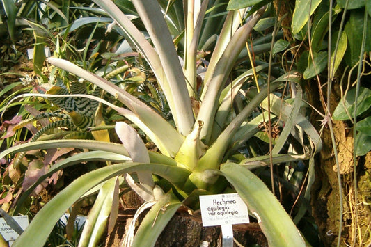 Aechmea Aquilega 9" Pot - Tropical Bromeliad Plant - Hardy Indoor/Outdoor Houseplant - Aechmea aquilega