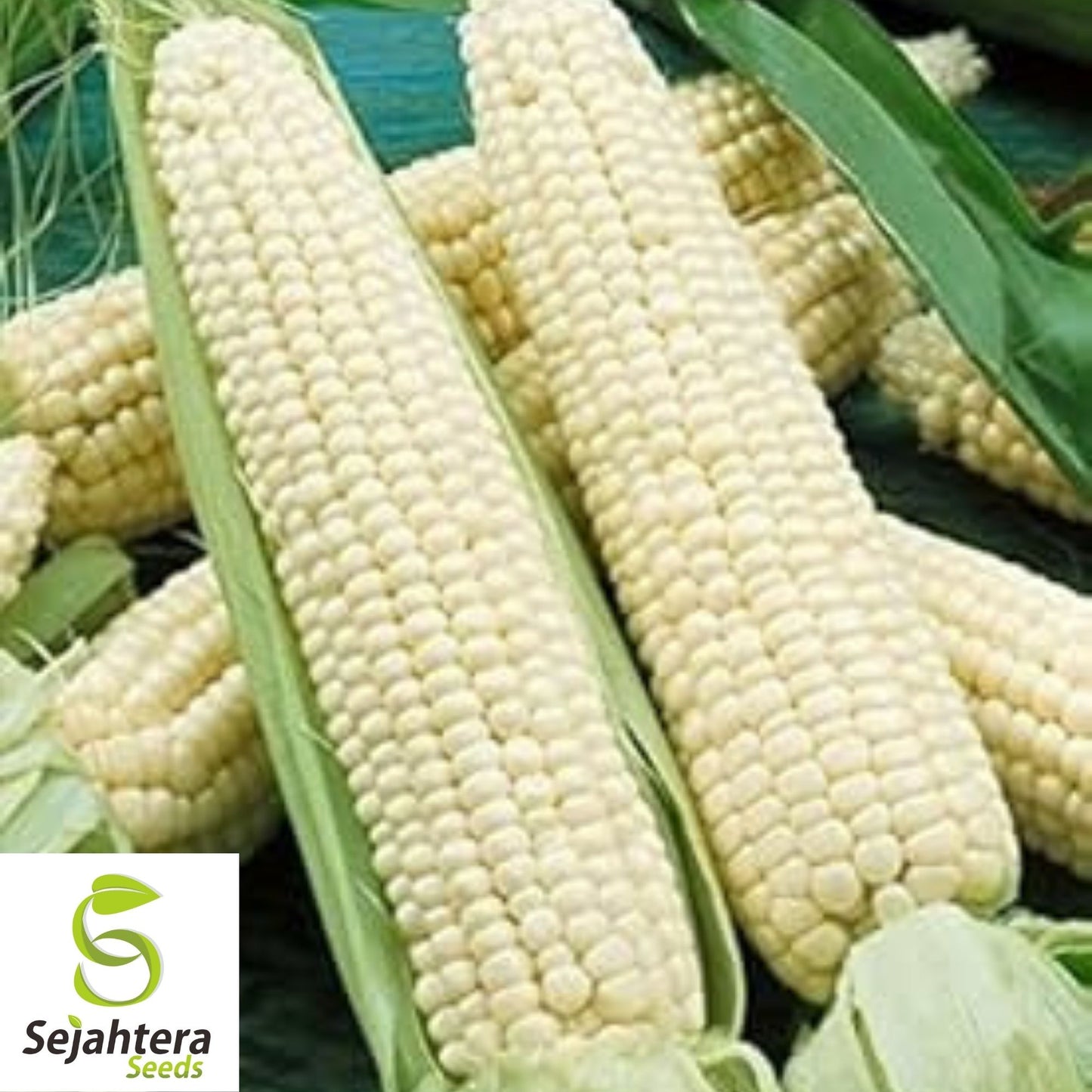 Trucker's Favorite White Corn Seeds 25 Ct | Heirloom NON-GMO Vegetable USA