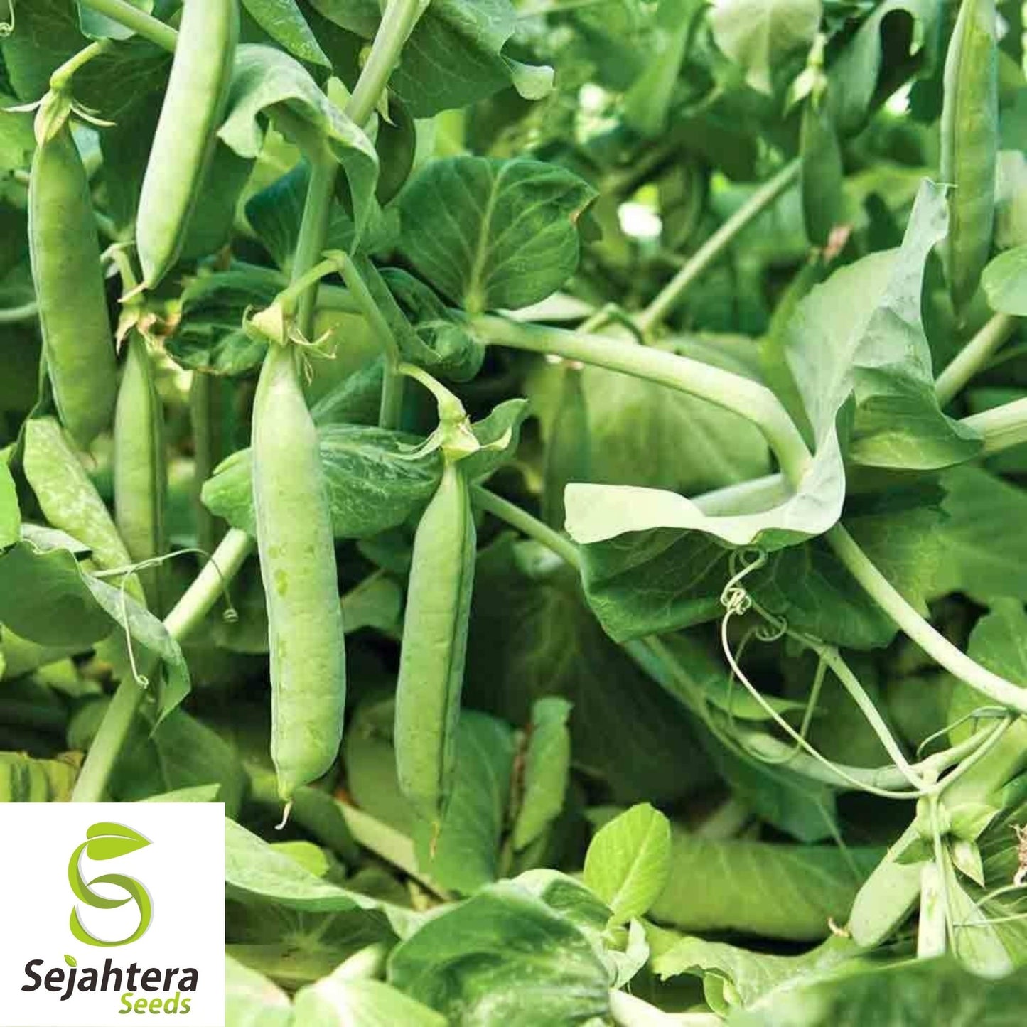 Mammoth Melting Pea Seeds 25 Ct | Heirloom Organic Snow Pod Vegetable USA