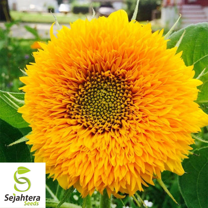 Double Dwarf Sunflower Seeds - 25+ Heirloom, Fluffy Blooms, Non-GMO & Fresh