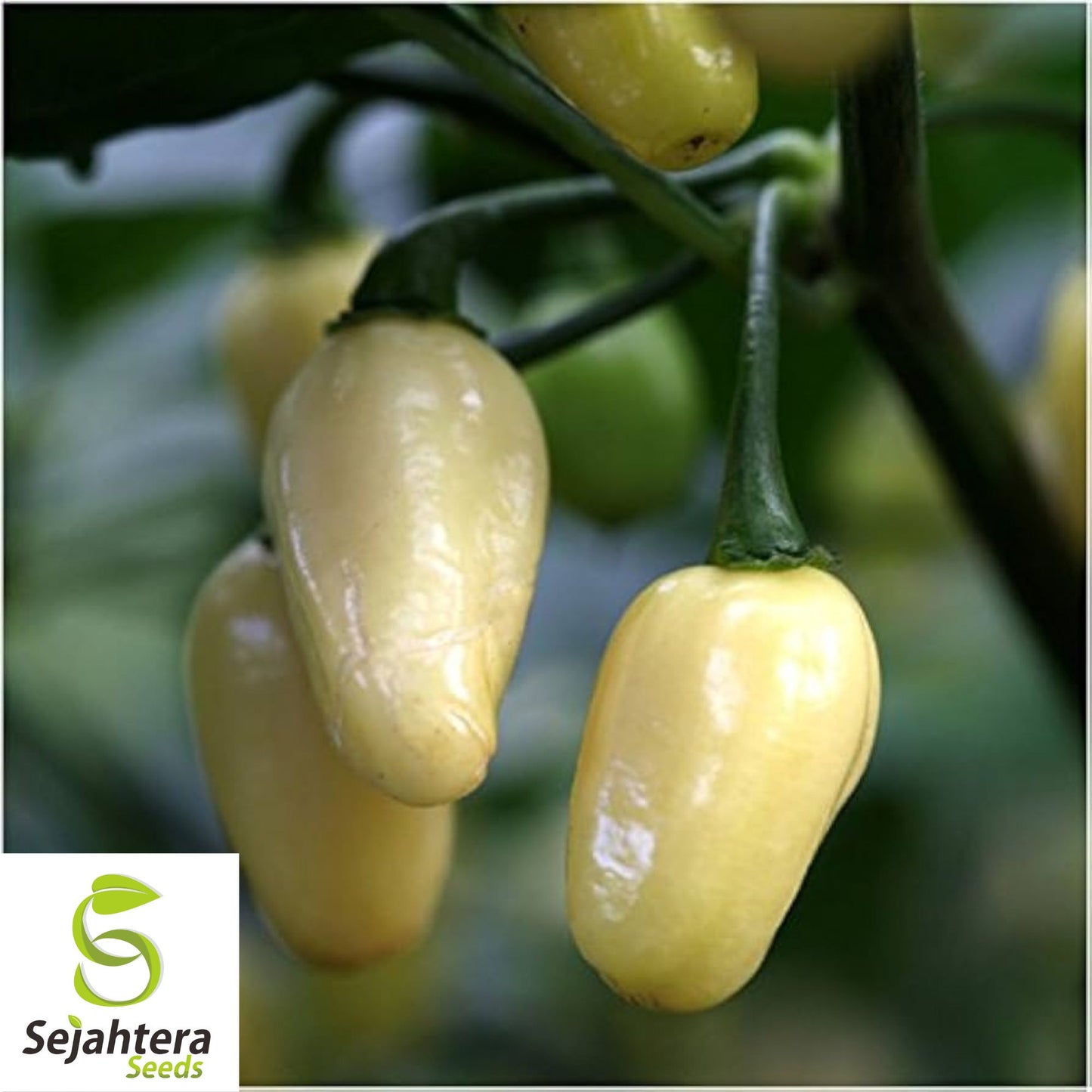 25+ White Hot Habanero Pepper Seeds - Capsicum Chinense, Non-GMO, Spicy Flavor