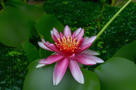 Winter Hardy Lily 3 Pack - Nymphaea 'Attraction' - Red Cup-Shaped Flowers - Great for Ponds & Water Gardens