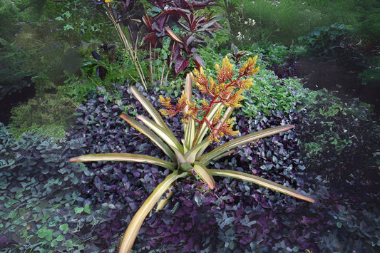 Bromeliad Plant 9" Variegated Aechmea Blanchettiana - Tropical Indoor Houseplant for Home Decor