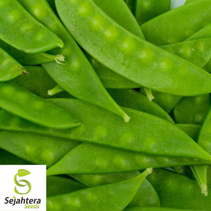 Mammoth Melting Pea Seeds 25 Ct | Heirloom Organic Snow Pod Vegetable USA