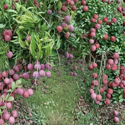 Purple Tommy Mango Scions – Mangifera indica 5 Fresh Cuttings | For Grafting | Create Your Own Mango Trees  Grafting Material | Rare Variety | For Experienced Growers