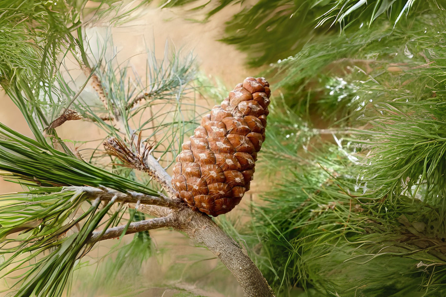 Afghan Pine Desert Eldarica Elder Lone Star Christmas Tree Mondell Pine (Pinus eldarica)