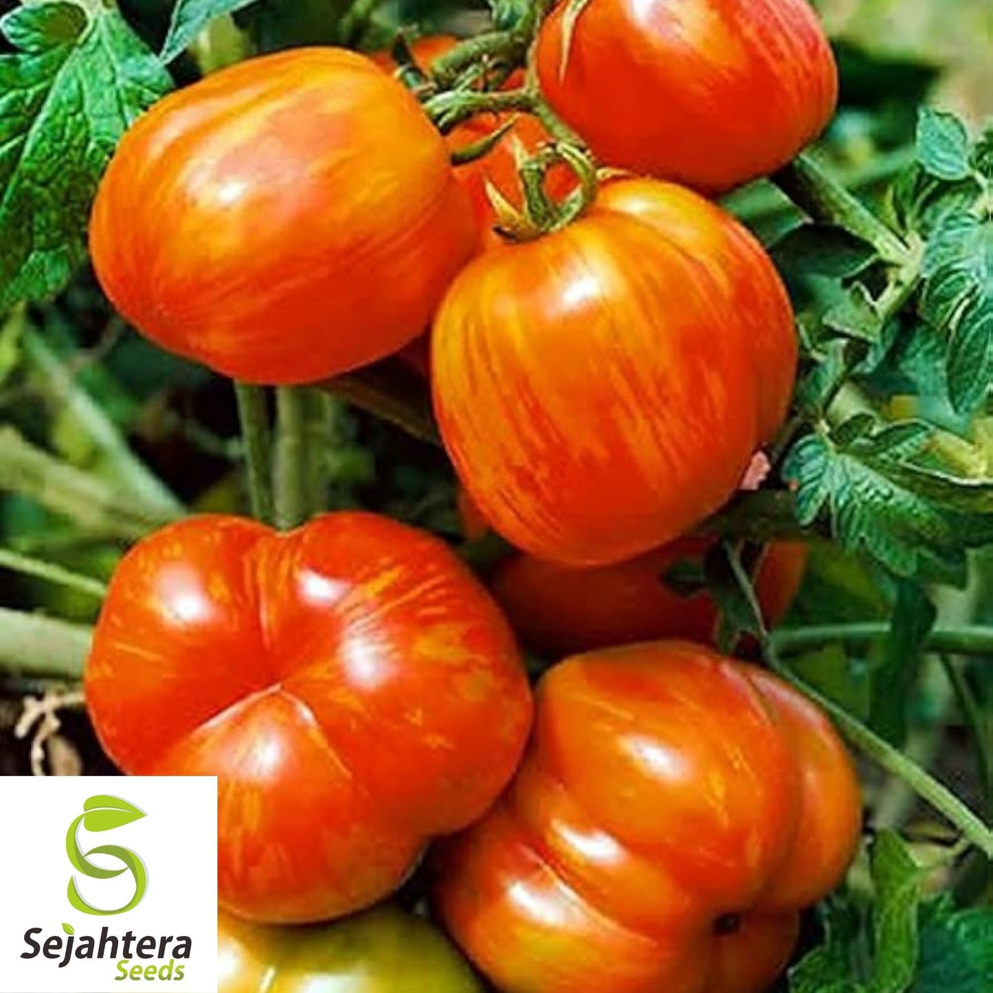 Mr. Stripey Tomato Seeds 25 Ct | Heirloom NON-GMO Vegetable Seeds for Planting