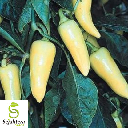 25 Santa Fe Grande Pepper Seeds - Non-GMO, Mild & Colorful Variety