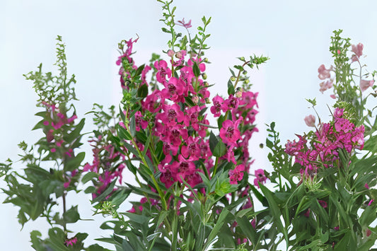 Angelonia Plant 6 in Pot Pink Heat-Tolerant Summer Snapdragon Angelonia angustifolia for Gardens and Containers