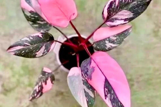 Philodendron Pink Princess – Rare Darker Variegation Houseplant in 3" Pot