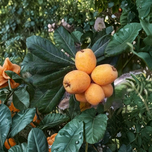 Big Jim Loquat – Grafted Tree Live Plant | 1–2 Feet Tall | Shipped in 6 Inch Pot  Large Sweet Orange Fruit | Self-Fertile | Grafted for Quality Production
