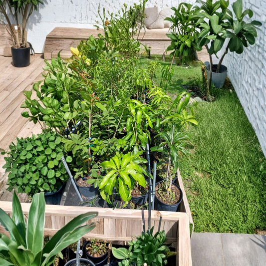 Lemon Zest Mango Tree – Mangifera indica Grafted Organic Tree | 3–4 Feet Tall | Premium Florida Variety  Citrus-Sweet Flavor | Fiberless Fruit | Vigorous Upright Growth