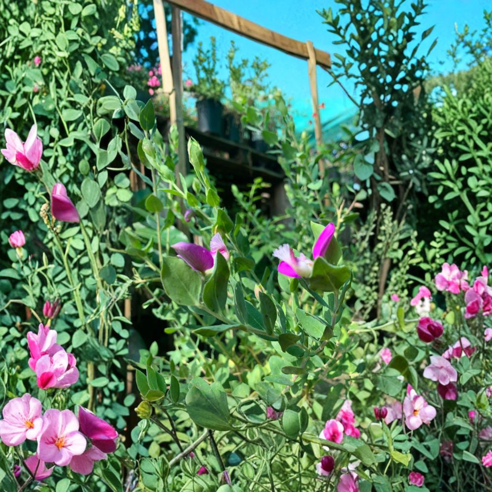 Polygala dalmaisiana – Sweet Pea Shrub Live Evergreen Shrub | 1–2 Feet Tall | Shipped in 6 Inch Pot  Magenta Violet Flowers | Nearly Continuous Blooms | Compact Garden Favorite