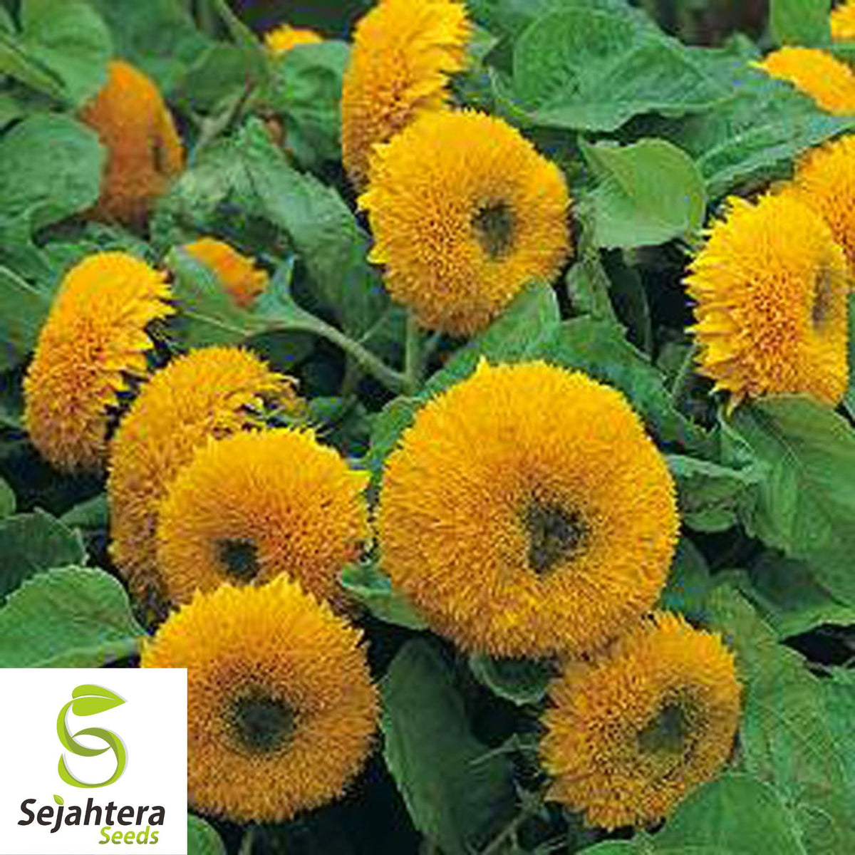 Double Dwarf Sunflower Seeds - 25+ Heirloom, Fluffy Blooms, Non-GMO & Fresh
