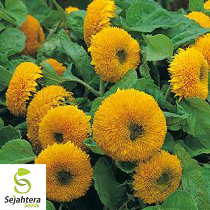 Double Dwarf Sunflower Seeds - 25+ Heirloom, Fluffy Blooms, Non-GMO & Fresh
