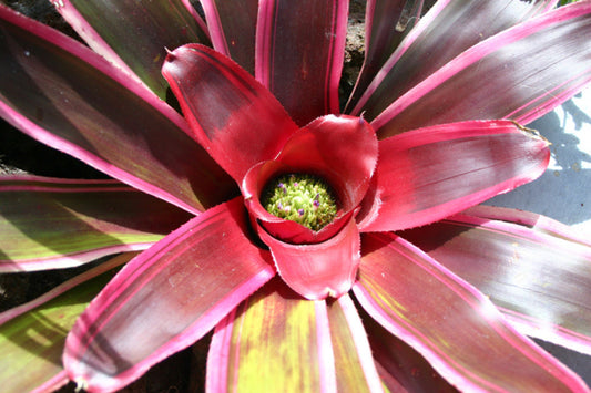 Bromeliad Plant in 6" Pot - Neoregelia Variety, Tropical Indoor Plant, Houseplant, Perfect for Home Décor