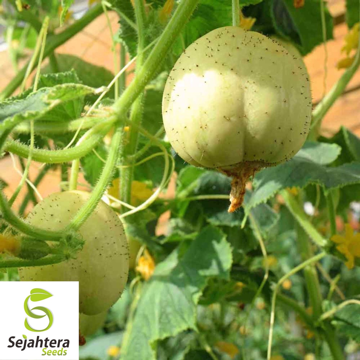 Crystal Apple Cucumber Seeds 20+ | Heirloom NON-GMO Vegetable Garden USA