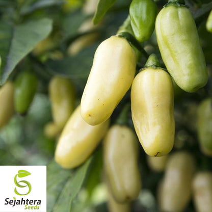 25+ White Hot Habanero Pepper Seeds - Capsicum Chinense, Non-GMO, Spicy Flavor