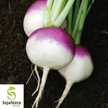 1000+ Purple Top Turnip Seeds - Non-GMO, White Globe Root Vegetable