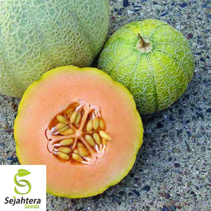 Minnesota Midget Cantaloupe Seeds 25+ | Mini Melon Fruit NON-GMO USA