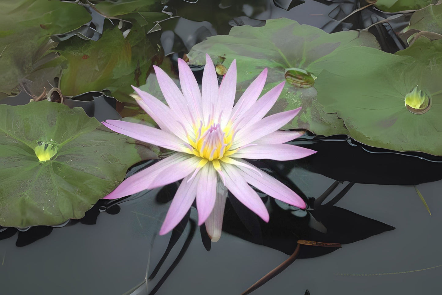 Tropical Lily 3 Pack - Lavender Nymphaea 'Madam Ganna Walska' - Unique Day Blooming Waterlily with Mottled Pads