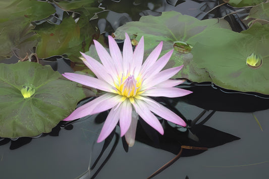 Tropical Lily 3 Pack - Lavender Nymphaea 'Madam Ganna Walska' - Unique Day Blooming Waterlily with Mottled Pads