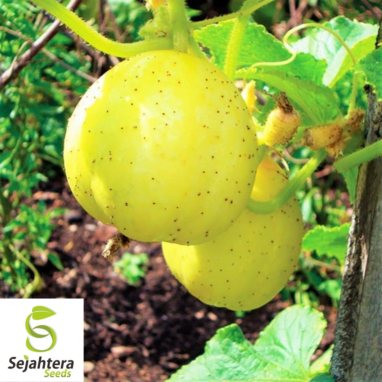 Crystal Apple Cucumber Seeds 20+ | Heirloom NON-GMO Vegetable Garden USA